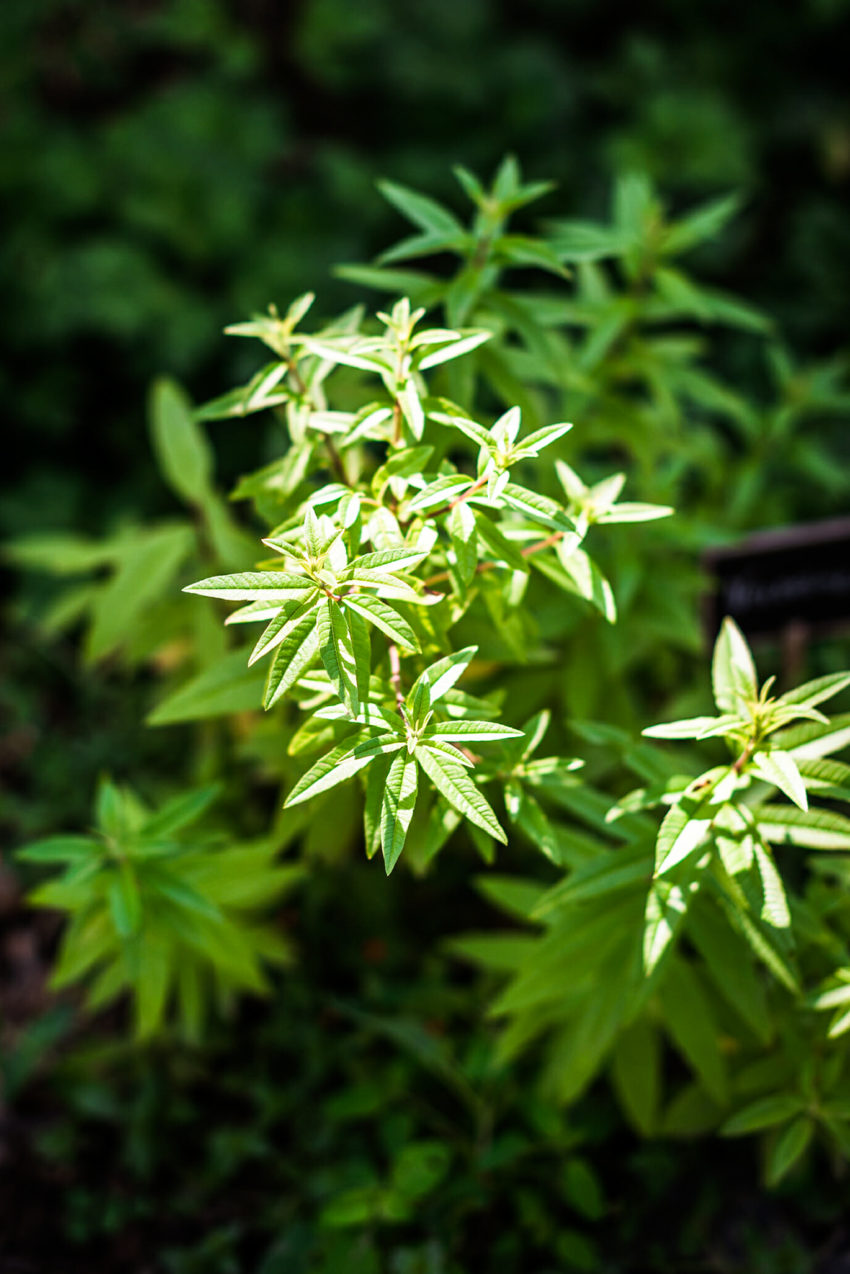Verveine citronnelle - Lilie Bakery